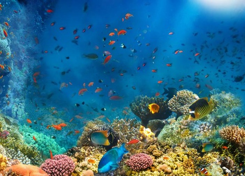 Hôtel Amwaj Beach Club Resort Abu Soma 4* - 12