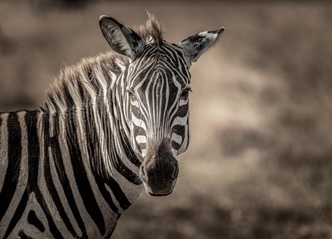 Circuit Safaris de Légende - 11