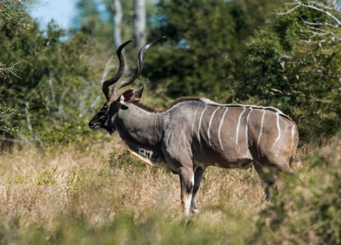 Circuit Aventures Australes, de l'Afrique du Sud au Botswana - 15