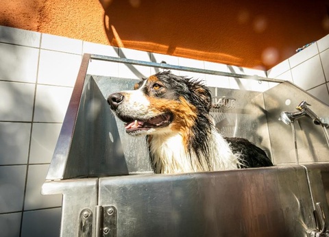 Camping SUNELIA Ma Prairie, 4* - 30