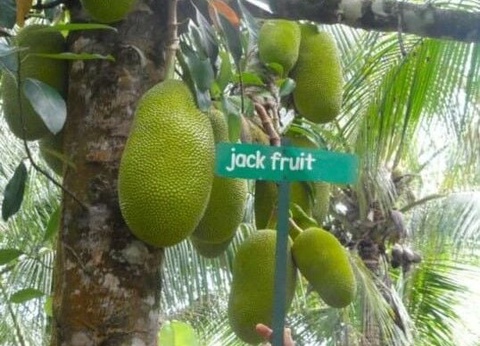 Autoutour Cool Running - 6