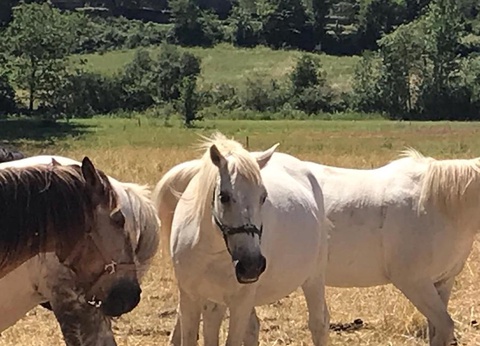 Camping La Bernede, 3* - 8