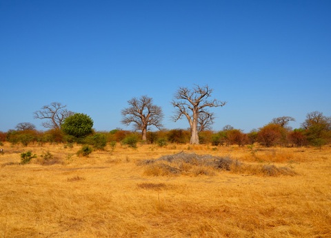 Circuit Sénégal, entre savane et plage du Framissima Riu Baobab ***** - 3