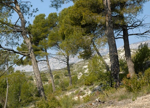 Camping Le Cézanne, 2* - 4