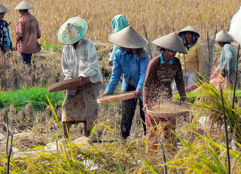 Circuit Joyaux de Bali et Munduk - 24