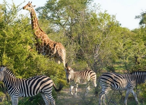 Circuit Magie de l'Afrique du Sud - 2