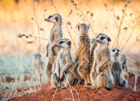 Circuit Visage de Namibie - 4