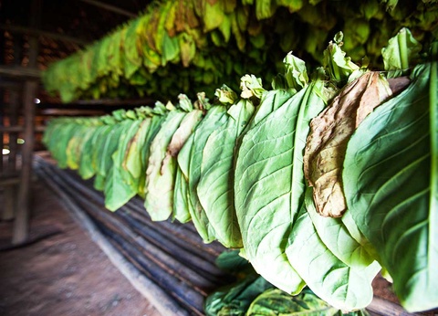 Circuit Découverte et Détente Parfums de Cuba - 10