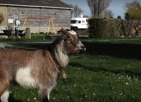 Camping La Ferme du Bord de Mer - 11