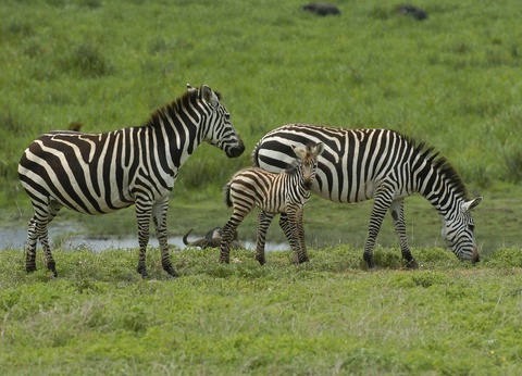 Circuit Combiné Kenya-Tanzanie - 8