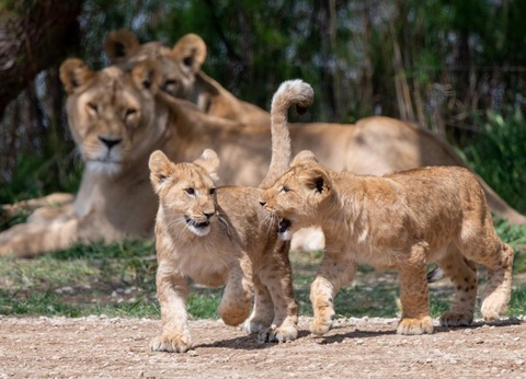 Camping La Grange Neuve, 3* - 25