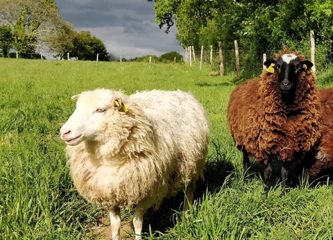 Camping Les Peupliers 3* - 38