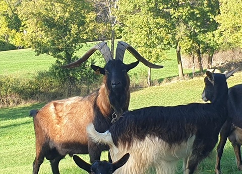 Camping les Rives d'Auzon, 3* - 36