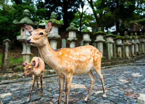 Combiné Tokyo Kyoto en 3* ou 4* - 9