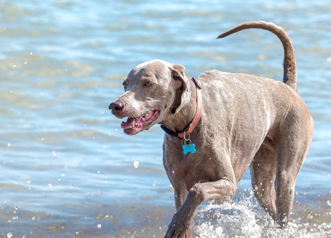 Camping Merendella, 4* - 73