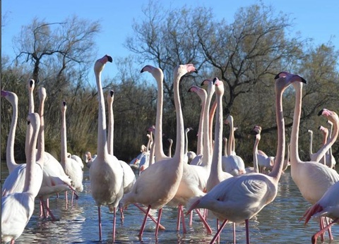 Camping Domaine Saint Maurice, 3* - 18