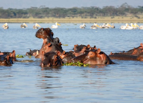 Circuit Safari au coeur des grands parcs du Kenya - 13