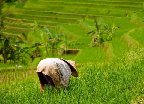 Circuit Privé Singapour et Flânerie balinaise, Indonésie - 25