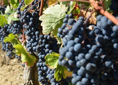 Camping Ushuaïa villages la Chesnays, 4* - 47