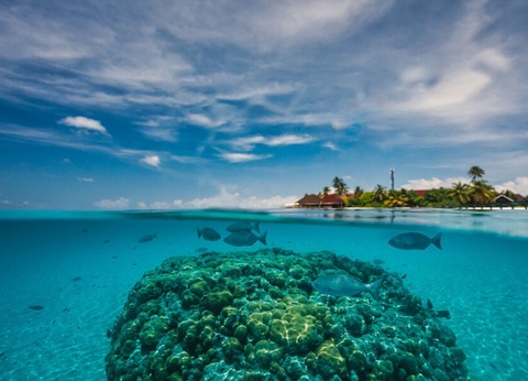 Hôtel Dhigufaru Island Resort 5* - 30