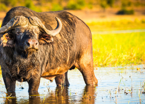 Circuit Aventures Australes, de l'Afrique du Sud au Botswana - 21