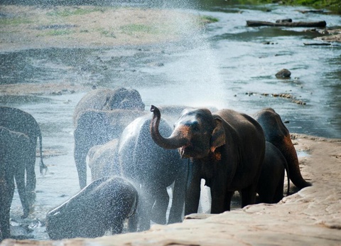 Circuit Escapade Sri Lankaise - 10