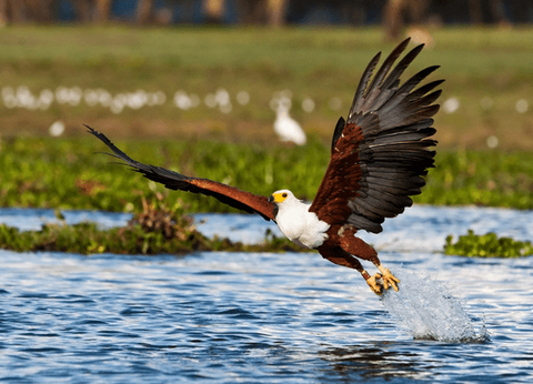 Circuit Lumières de la Savane Africaine - 12
