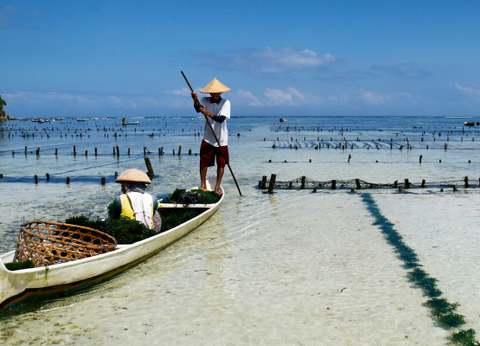 Combiné Des Rizières de l'île des Dieux aux eaux turquoise de Nusa Lembongan - 4