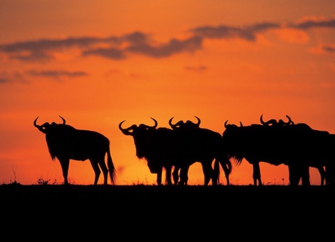 Circuit Safari au coeur des grands parcs du Kenya - 8