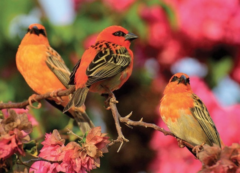 Circuit Magie des Seychelles - 8