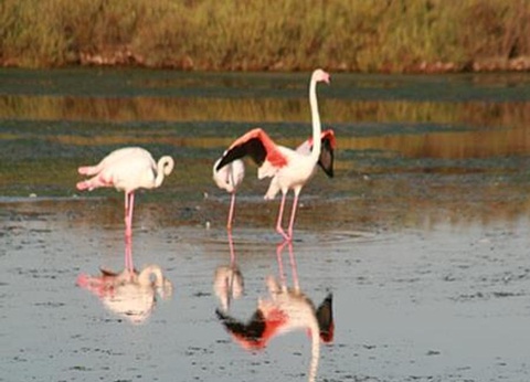 Camping Abri de Camargue, 4* - 77