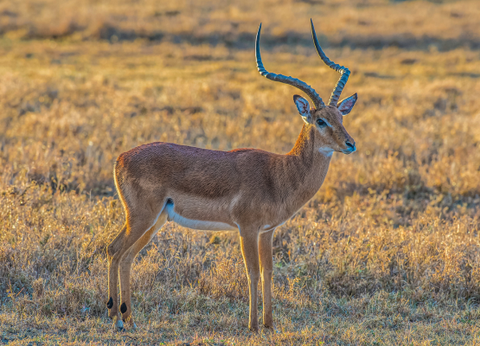 Circuit Safaris de Légende - 12