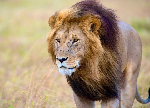 Circuit Safari Kilimandjaro 4* - 4