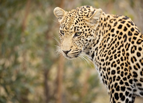 Circuit Essence d'Afrique du Sud et extension aux Chutes Victoria **** - 13