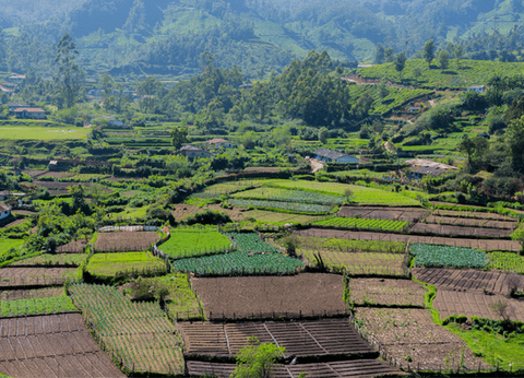 Circuit Merveilles du Kerala en Privatif - 33