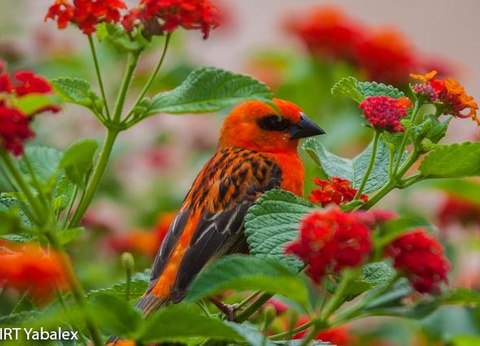 Circuit La Réunion intimiste - 6