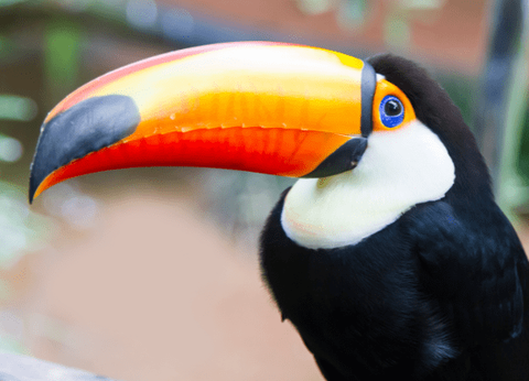 Circuit Baianas et Cariocas, Trésors du Brésil et Plaines du Pantanal - 14