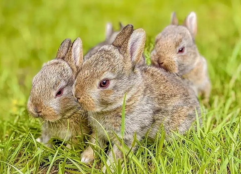 Camping Domaine de l'Ubaye, 5* - 12