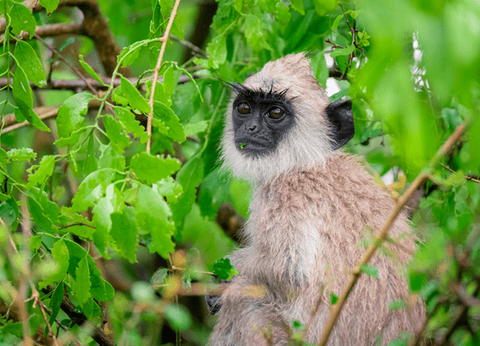 Circuit Trésors du Sri Lanka en Privatif et plage à Pasikudah 3* - 17