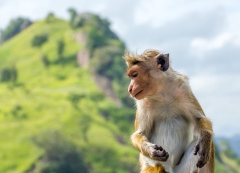 Circuit Ceylan, Perle de l'Océan Indien - 8