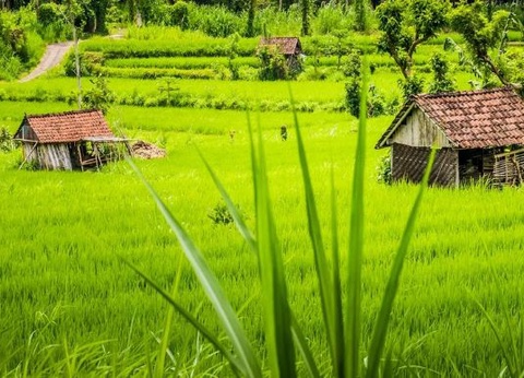 Circuit privé Bali Paradis 3* - 12