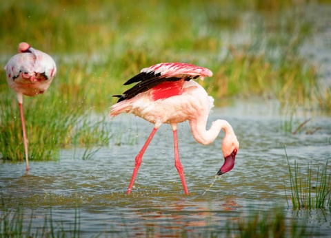 Circuit Safari au coeur des grands parcs du Kenya - 20