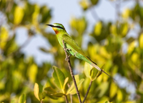 Circuit Sénégal, entre savane et plage du Framissima Palm Beach **** - 2