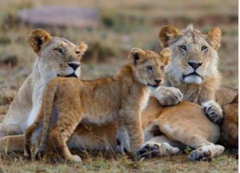 Hôtel Neptune Paradise Beach Resort Spa 4* et Safari 1 nuit - 15