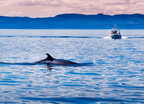 Circuit Est Canadien et Charmes de la Gaspésie - 19