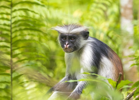 Circuit Charmes de Zanzibar et Jumbo Zanzibar Bay 4* - 10