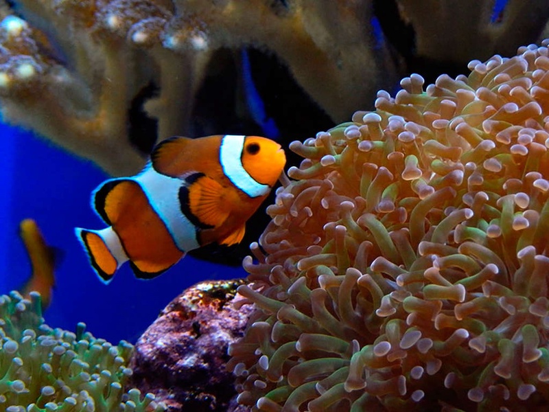Séjour à Rennes avec entrée pour l'aquarium de Saint-Malo - 3* - 1