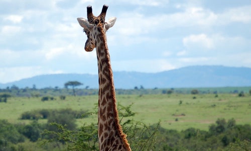 Circuit Regard sur le Kenya 4* - 1