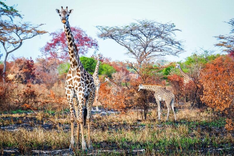 Séjour Kappa Club Waridi 4* + Safari - 1