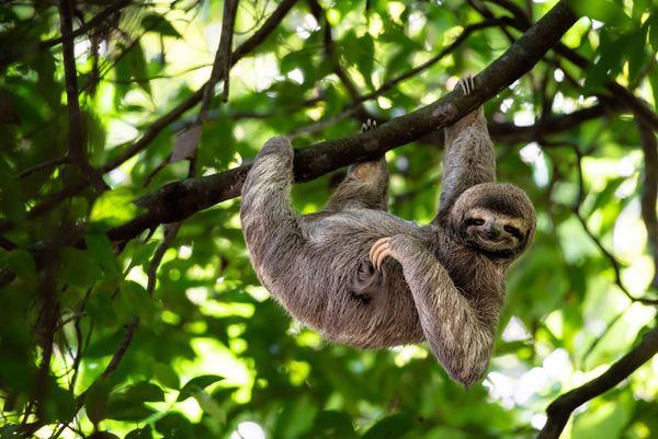 Splendeurs du Costa Rica & extension Région de Manuel Antonio / Pacifique Central 13J/11N - 2026 - 1